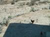 tn_chicken.jpg