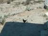 tn_chicken2.jpg