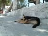 tn_dog10.jpg