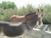tn_donkeys3.jpg