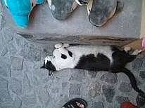 Lazy Cat