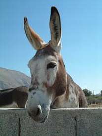 A Curious Donkey