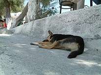 Dog using the shade