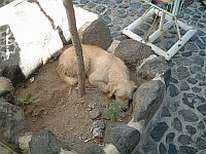 Dog cooling off in the sand