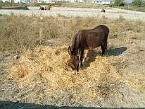 Hay-eating Donkey